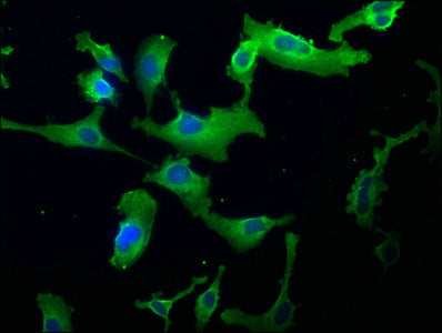 Immunofluorescence staining of U251 cells with CSB-PA622992LA01HU at 1:166, counter-stained with DAPI. The cells were fixed in 4% formaldehyde, permeabilized using 0.2% Triton X-100 and blocked in 10% normal Goat Serum. The cells were then incubat...
