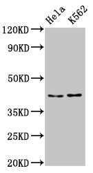 Western Blot Positive WB detected in: Hela whole cell lysate, K562 whole cell lysate All lanes: PCBP2 antibody at 5.3µg/ml Secondary Goat polyclonal to rabbit IgG at 1/50000 dilution Predicted band size: 39, 35, 36, 34 kDa Observed band size: 43 kDa