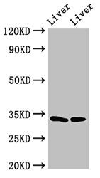 Western Blot Positive WB detected in: Rat liver tissue, Mouse liver tissue All lanes: RGN antibody at 3ug/ml Secondary Goat polyclonal to rabbit IgG at 1/50000 dilution Predicted band size: 34, 25 kDa Observed band size: 34 kDa