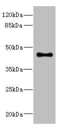 Western blot All lanes: GPR68antibody at 4.95ug/ml + Mouse lung tissue Secondary Goat polyclonal to rabbit IgG at 1/10000 dilution Predicted band size: 41 kDa Observed band size: 41 kDa