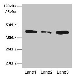 Western blot All lanes: SGCA antibody at 0.5µg/ml Lane 1: Jurkat whole cell lysate Lane 2: HepG2 whole cell lysate Lane 3: 293T whole cell lysate Secondary Goat polyclonal to rabbit IgG at 1/10000 dilution Predicted band size: 43, 30 kDa Observed...