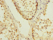 Immunohistochemistry of paraffin-embedded human testis tissue using CSB-PA623095DSR1HU at dilution of 1:100