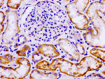 IHC image of CSB-PA623096LA01HU diluted at 1:100 and staining in paraffin-embedded human kidney tissue performed on a Leica BondTM system. After dewaxing and hydration, antigen retrieval was mediated by high pressure in a citrate buffer (pH 6.0)....