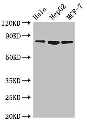 Western Blot Positive WB detected in: Hela whole cell lysate, HepG2 whole cell lysate, MCF-7 whole cell lysate All lanes: IMMT antibody at 3.5ug/ml Secondary Goat polyclonal to rabbit IgG at 1/50000 dilution Predicted band size: 84, 83, 81 kDa Obs...
