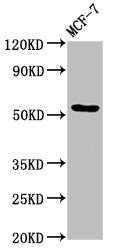 Western Blot Positive WB detected in: MCF-7 whole cell lysate All lanes: DOK7 antibody at 4.9µg/ml Secondary Goat polyclonal to rabbit IgG at 1/50000 dilution Predicted band size: 54, 38, 28, 64 kDa Observed band size: 54 kDa