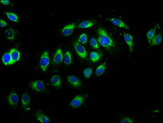 Immunofluorescence staining of A549 cells with CSB-PA623657LA01HU at 1:66, counter-stained with DAPI. The cells were fixed in 4% formaldehyde, permeabilized using 0.2% Triton X-100 and blocked in 10% normal Goat Serum. The cells were then incubate...