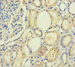 Immunohistochemistry of paraffin-embedded human kidney tissue using CSB-PA623780LA01HU at dilution of 1:100