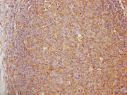 IHC image of CSB-PA623792LA01HU diluted at 1:100 and staining in paraffin-embedded human lymph node tissue performed on a Leica BondTM system. After dewaxing and hydration, antigen retrieval was mediated by high pressure in a citrate buffer (pH 6....