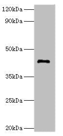 Western blot All lanes: G/T mismatch-specific thymine DNA glycosylase antibody at 8ug/ml + Mouse brain tissue Secondary Goat polyclonal to rabbit IgG at 1/10000 dilution Predicted band size: 46 kDa Observed band size: 46 kDa