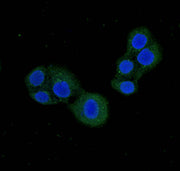 Immunofluorescent analysis of PC-3 cells using CSB-PA623901LA01HU at dilution of 1:100 and Alexa Fluor 488-congugated AffiniPure Goat Anti-Rabbit IgG(H+L)