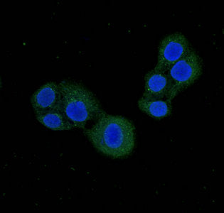 Immunofluorescent analysis of PC-3 cells using CSB-PA623901LA01HU at dilution of 1:100 and Alexa Fluor 488-congugated AffiniPure Goat Anti-Rabbit IgG(H+L)