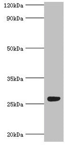 Western blot All lanes: Fibroblast growth factor-binding protein 1 antibody at 5ug/ml + Mouse skeletal muscle tissue Secondary Goat polyclonal to rabbit IgG at 1/10000 dilution Predicted band size: 26 kDa Observed band size: 26 kDa