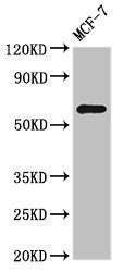 Western Blot Positive WB detected in: MCF-7 whole cell lysate All lanes: NR1D2 antibody at 3ug/ml Secondary Goat polyclonal to rabbit IgG at 1/50000 dilution Predicted band size: 65 kDa Observed band size: 65 kDa