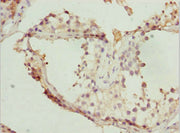 Immunohistochemistry of paraffin-embedded human testis tissue using CSB-PA624027DSR2HU at dilution of 1:100