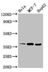 Western Blot Positive WB detected in: Hela whole cell lysate, MCF-7 whole cell lysate, HepG2 whole cell lysate All lanes: ALX1 antibody at 3ug/ml Secondary Goat polyclonal to rabbit IgG at 1/50000 dilution Predicted band size: 37 kDa Observed band...