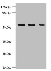 Western blot All lanes: TGF-beta-activated kinase 1 and MAP3K7-binding protein 1 antibody at 7ug/ml Lane 1: K562 whole cell lysate Lane 2: Hela whole cell lysate Lane 3: Mouse heart tissue Secondary Goat polyclonal to rabbit IgG at 1/10000 dilutio...