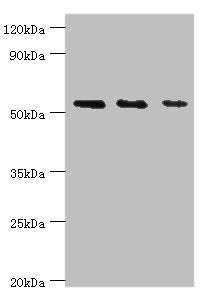 Western blot All lanes: TGF-beta-activated kinase 1 and MAP3K7-binding protein 1 antibody at 7ug/ml Lane 1: K562 whole cell lysate Lane 2: Hela whole cell lysate Lane 3: Mouse heart tissue Secondary Goat polyclonal to rabbit IgG at 1/10000 dilutio...
