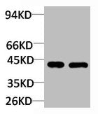 Western blot analysis of 1) Rat Brain Tissue, 2)Mouse Brain Tissue with GALR2 Rabbit pAb diluted at 1:2,000.