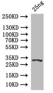 Western Blot Positive WB detected in: recombinant protein All lanes: Prim1 Antibody at 1:1000 Secondary Goat polyclonal to rabbit IgG at 1/50000 dilution Predicted band size: 33 kDa Observed band size: 33 kDa