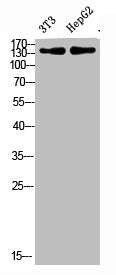 Western Blot analysis of 3T3, hepg2 cells using Antibody diluted at 500