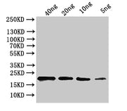 Western Blot Positive WB detected in: recombinant protein All lanes:ihfB Antibody at 1:1000 Secondary Goat polyclonal to rabbit IgG at 1/50000 dilution Predicted band size: 18 kDa Observed band size: 20 kDa