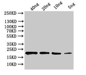 Western Blot Positive WB detected in: recombinant protein All lanes:ihfB Antibody at 1:1000 Secondary Goat polyclonal to rabbit IgG at 1/50000 dilution Predicted band size: 18 kDa Observed band size: 20 kDa