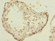 Immunohistochemistry of paraffin-embedded human testis tissue using CSB-PA632275LA01HU at dilution of 1:100