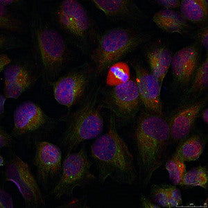 Immunofluorescence staining of methanol-fixed HeLa cells using NF-kappa;B p105/p50 (phospho-Ser337) antibody.