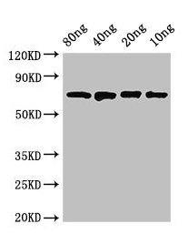 Western Blot Positive WB detected in Recombinant protein All lanes: dnaK antibody at 2.8ug/ml Secondary Goat polyclonal to rabbit IgG at 1/50000 dilution predicted band size: 70 kDa observed band size: 70 kDa