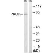 Western blot analysis of extracts from 3T3 cells, treated with EGF (200ng/ml, 30mins), using PKCD (Ab-64) antibody.