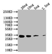 Western Blot Positive WB detected in: recombinant protein All lanes: Nmdar1 Antibody at 1:1000 Secondary Goat polyclonal to rabbit IgG at 1/50000 dilution Predicted band size: 34 kDa Observed band size: 34 kDa