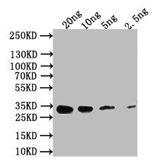 Western Blot Positive WB detected in: recombinant protein All lanes: Nmdar1 Antibody at 1:1000 Secondary Goat polyclonal to rabbit IgG at 1/50000 dilution Predicted band size: 34 kDa Observed band size: 34 kDa