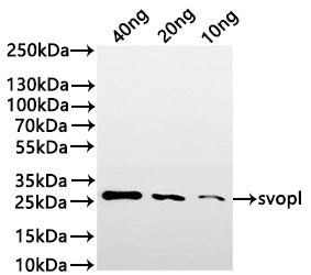 Western Blot Positive WB detected in: recombinant protein All lanes:svopl Antibody at 1:1000 Secondary Goat polyclonal to rabbit IgG at 1/20000 dilution Predicted band size: 19.3 kDa Observed band size: 27 kDa