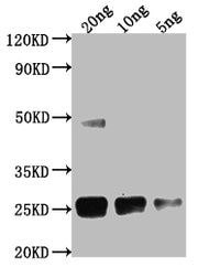 Western Blot Positive WB detected in Recombinant protein All lanes: Cpr antibody at 1:2000 Secondary Goat polyclonal to rabbit IgG at 1/50000 dilution Predicted band size: 20.5 kDa Observed band size: 25 kDa