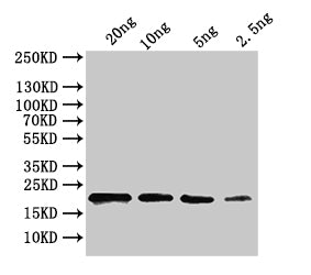 Western Blot Positive WB detected in: recombinant protein All lanes:ihfA Antibody at 1:1000 Secondary Goat polyclonal to rabbit IgG at 1/50000 dilution Predicted band size: 18kDa Observed band size: 22 kDa