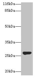 Western blot All lanes: IZUMO4 antibody at 2µg/ml + Rat gonadal tissue Secondary Goat polyclonal to rabbit IgG at 1/10000 dilution Predicted band size: 27, 25, 18, 19 kDa Observed band size: 27 kDa