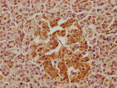 IHC image of CSB-PA637287LA01HU diluted at 1:100 and staining in paraffin-embedded human pancreatic tissue performed on a Leica BondTM system. After dewaxing and hydration, antigen retrieval was mediated by high pressure in a citrate buffer (pH 6....