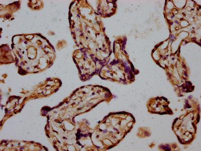 IHC image of CSB-PA637740LA01HU diluted at 1:400 and staining in paraffin-embedded human placenta tissue performed on a Leica BondTM system. After dewaxing and hydration, antigen retrieval was mediated by high pressure in a citrate buffer (pH 6.0)...