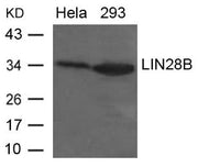 Western blot analysis of extracts from Hela and 293 cells using LIN28B Antibody.