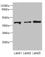 Western blot All lanes: GABPB1antibody at 1.11ug/ml Lane 1: Rat gonadal tissue Lane 2: Hela whole cell lysate Lane 3: HT29 whole cell lysate Secondary Goat polyclonal to rabbit IgG at 1/10000 dilution Predicted band size: 43, 42, 39, 37 kDa Observ...
