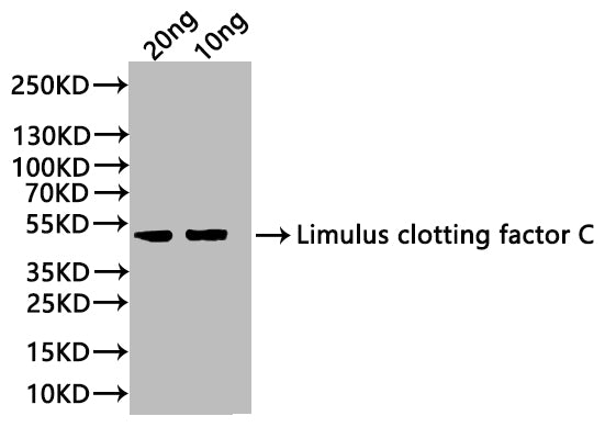 Western Blot Positive WB detected in: recombinant protein All lanes:Limulus clotting factor C Antibody at 1:1000 Secondary Goat polyclonal to rabbit IgG at 1/20000 dilution Predicted band size: 43 kDa Observed band size: 43 kDa