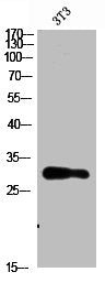 Western Blot analysis of 3T3 cells using Nanos Homologue 1 (NANOS1) Polyclonal Antibody diluted at 1:1500. Secondary antibody was diluted at 1:20000
