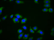 Immunofluorescence staining of A549 cells with CSB-PA642654LA01HU at 1:166, counter-stained with DAPI. The cells were fixed in 4% formaldehyde, permeabilized using 0.2% Triton X-100 and blocked in 10% normal Goat Serum. The cells were then incubat...