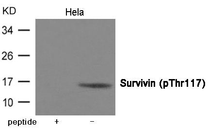 Western blot analysis of extracts from Hela cells using Survivin (Phospho-Thr117) Antibody.The lane on the left is treated with the antigen-specific peptide.
