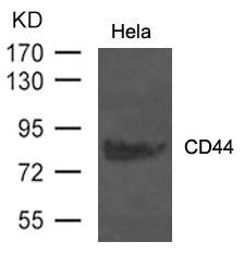 Western blot analysis of extract from Hela cells using CD44 Antibody
