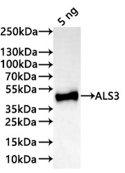 Western Blot Positive WB detected in: recombinant protein All lanes:ALS3 Antibody at 1:1000 Secondary Goat polyclonal to rabbit IgG at 1/20000 dilution Predicted band size: 40 kDa Observed band size: 41 kDa