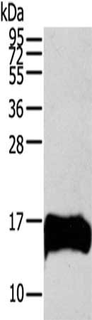 Gel: 12%SDS-PAGE,Lysate: 40 ug,,Primary antibody: CSB-PA652406(S100A13 Antibody) at dilution 1/200 dilution,Secondary antibody: Goat anti rabbit IgG at 1/8000 dilution,Exposure time: 2 minutes