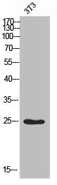 Western blot analysis of 3T3 using Mob3A/B antibody.. Secondary antibody was diluted at 1:20000