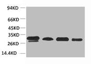 Western blot analysis of 1) 293T, 2) HepG2, 3) Mouse Heart Tissue, 4) Rat Heart Tissue using AMPKβ2 Polyclonal Antibody.