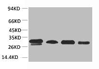 Western blot analysis of 1) 293T, 2) HepG2, 3) Mouse Heart Tissue, 4) Rat Heart Tissue using AMPKβ2 Polyclonal Antibody.